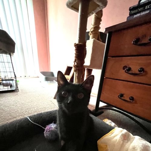 Luna - Domestic Short Hair (DSH) Cat