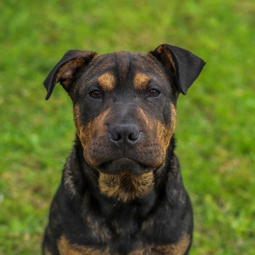 Bennie - Mixed breed Dog