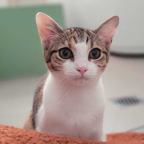 Spice - Domestic Short Hair (DSH) Cat