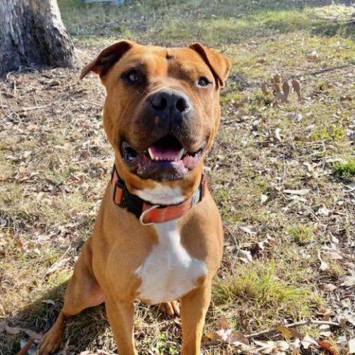 Juno - Staffordshire Bull Terrier Dog