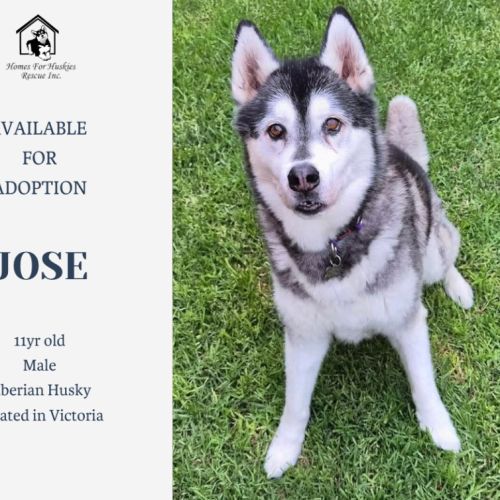 Jose - Siberian Husky Dog