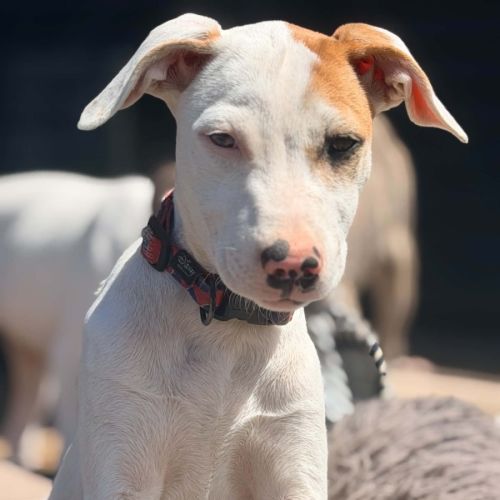 Chilli - Catahoula Leopard Dog