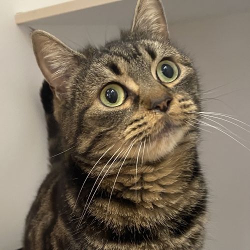Twirl - Domestic Short Hair Cat