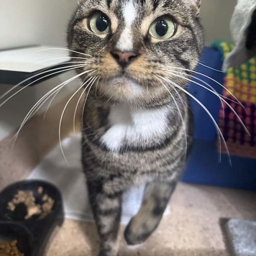 Thor - Domestic Short Hair (DSH) Cat