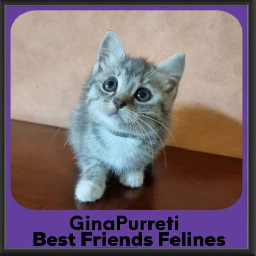 Gina  - Domestic Medium Hair (DMH) Cat