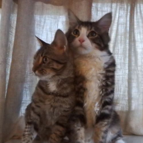 Hershey and Moses - Domestic Medium Hair (DMH) Cat