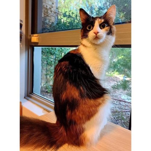 13590 - Emerald Belle - Domestic Medium Hair (DMH) Cat