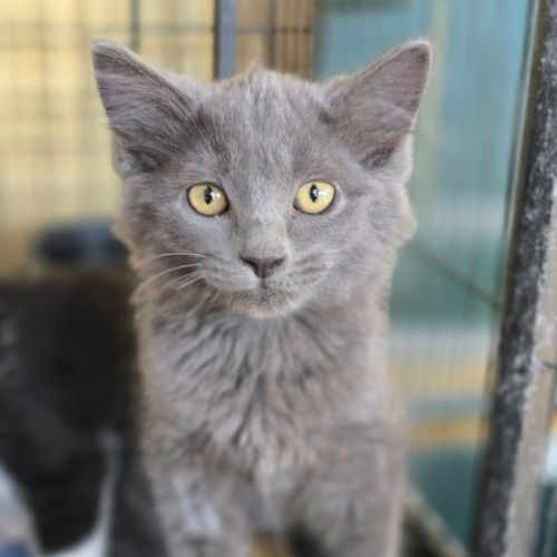 Pixel - Domestic Long Hair (DLH) Cat