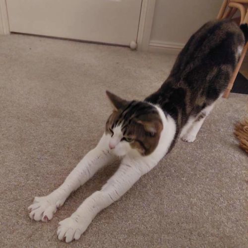 Bub - Domestic Short Hair (DSH) Cat