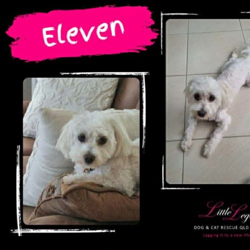 Eleven - Maltese Dog