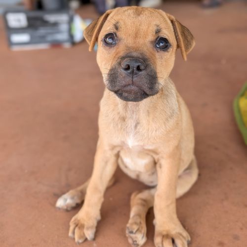 Dot - Mixed breed Dog