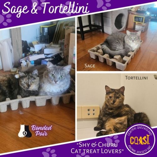 Sage and Tortellini - Domestic Medium Hair (DMH) Cat