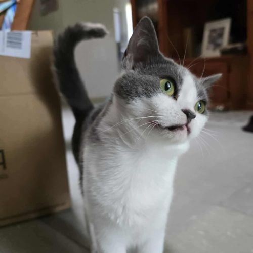 Minnie - Domestic Short Hair (DSH) Cat