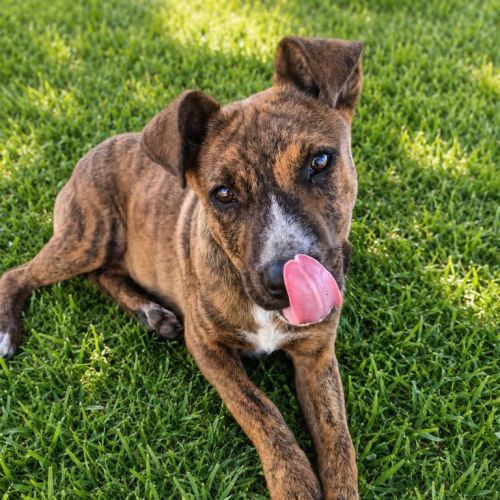 Xand - Bullmastiff x American Staffordshire Terrier Dog