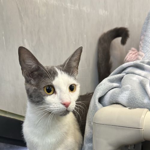 Stormy - Domestic Short Hair Cat