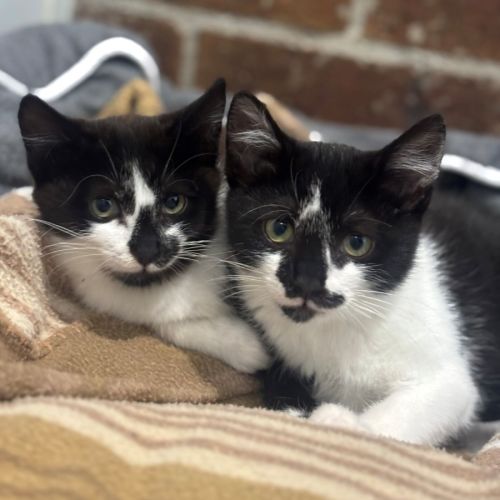 Ribbit and Kermit - Domestic Short Hair (DSH) Cat