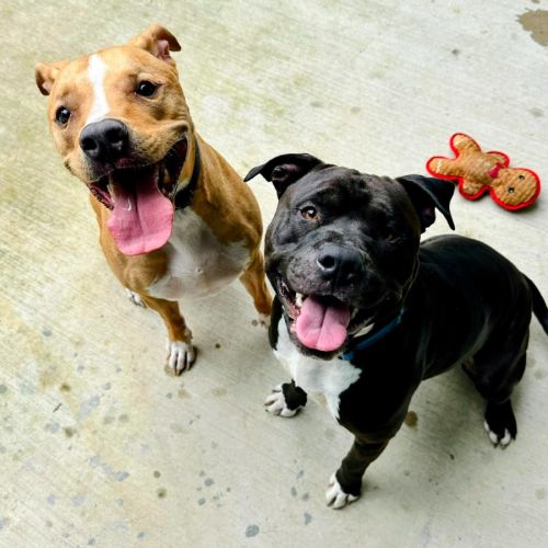 🍬 Skittles 7513 🍬 - Staffordshire Bull Terrier Dog