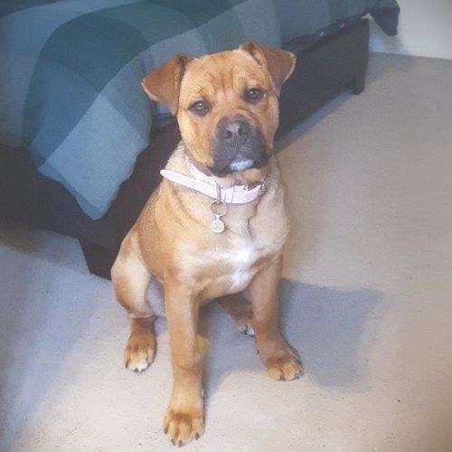 Skye Peggotty - Rottweiler x Mastiff Dog