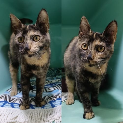 Jade - Domestic Short Hair (DSH) Cat