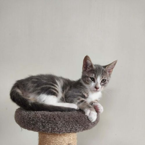 Madeleine - Domestic Short Hair (DSH) Cat