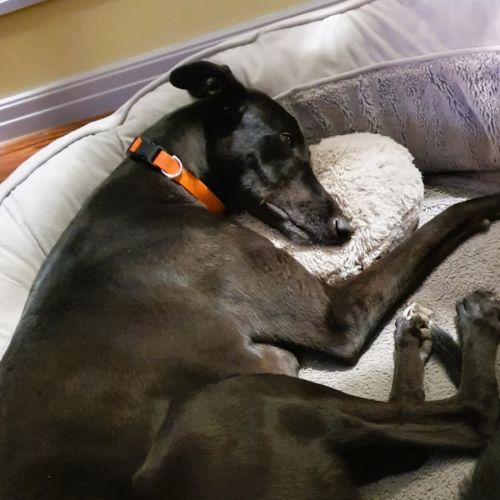 Fritz - Greyhound Dog