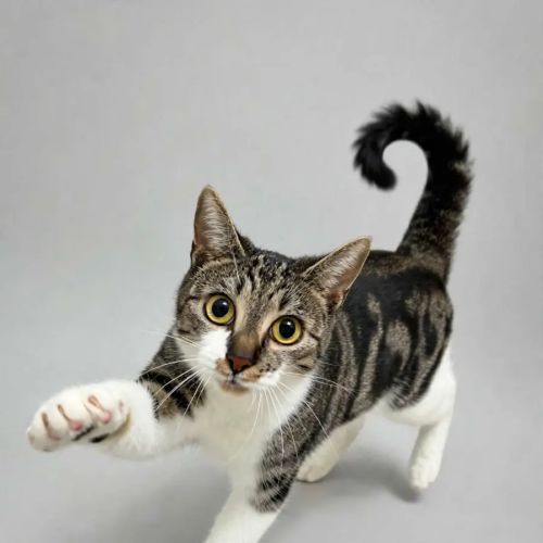 Boba - Domestic Short Hair (DSH) Cat