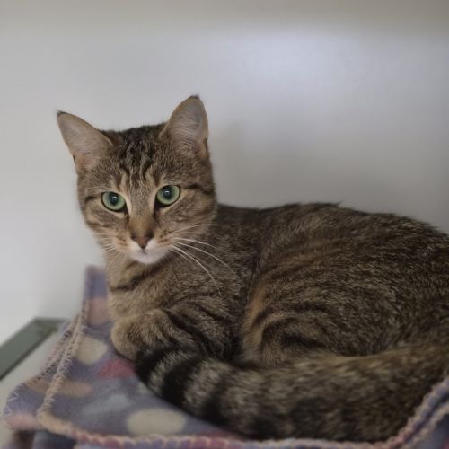 Kedi  - Domestic Short Hair Cat
