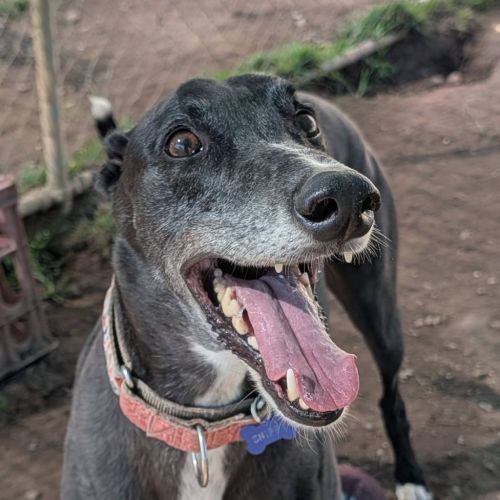 Snippy The Greyhound - Greyhound Dog