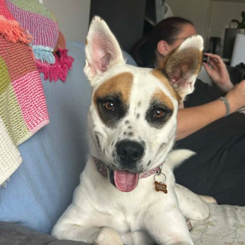 Saefii - Australian Cattle Dog