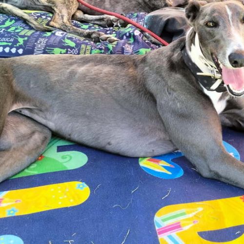 Mia - Greyhound - Greyhound Dog