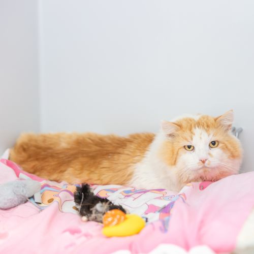 Pickle Radish - Domestic Longhair Cat