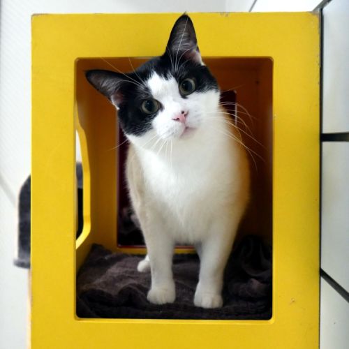 Dennis STA013574 - Domestic Short Hair Cat