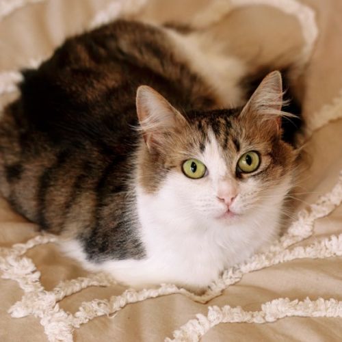 Snowy - Domestic Medium Hair (DMH) Cat