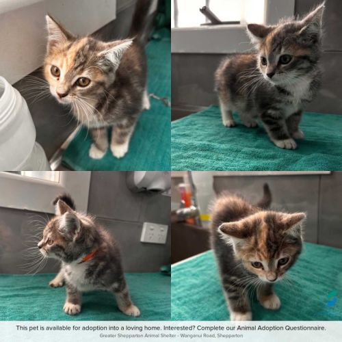 Misty - Domestic Short Hair (DSH) Cat