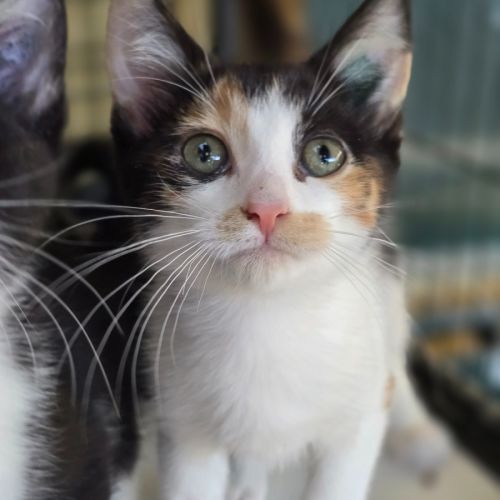 Shaylah - Domestic Short Hair (DSH) Cat