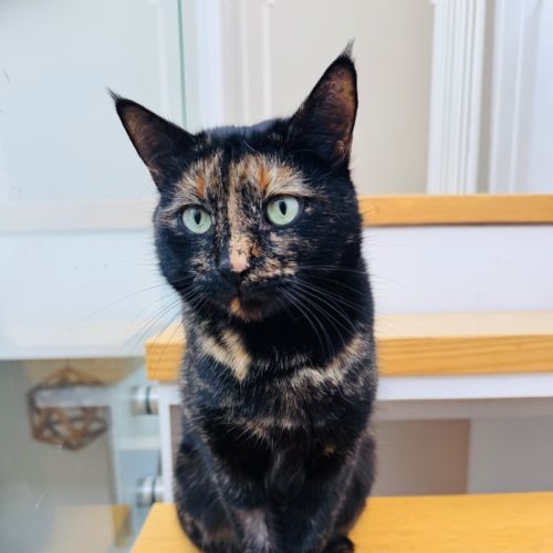 Veronica - Domestic Short Hair (DSH) Cat