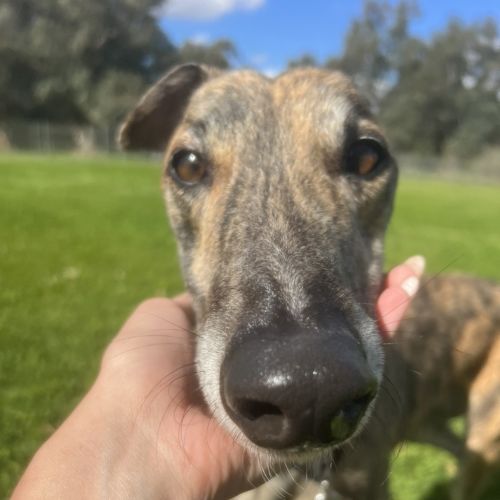 Ronnie - Greyhound Dog