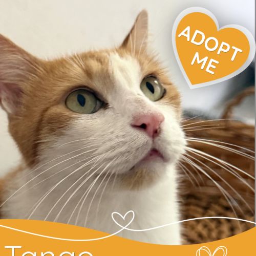 Tango + Brady - Domestic Short Hair (DSH) Cat