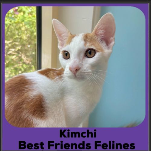 Kimchi - Domestic Short Hair (DSH) Cat