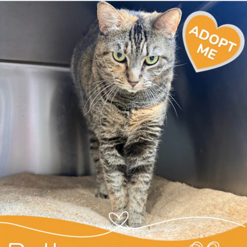 Bella - Domestic Short Hair (DSH) Cat
