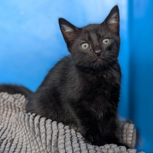 Voodoo - Domestic Short Hair (DSH) Cat