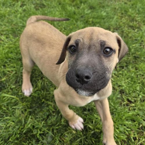 Orca - Irish Wolfhound x Johnson Bulldog