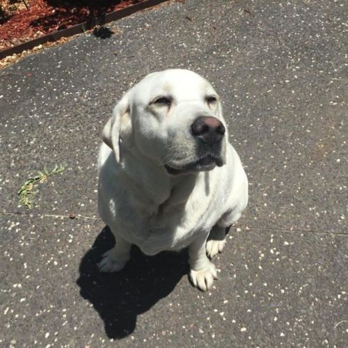Buddy Celestino - Labrador Retriever Dog