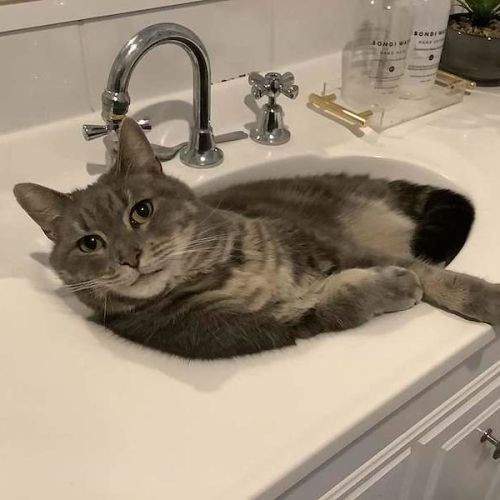 Stormy - Domestic Short Hair (DSH) Cat