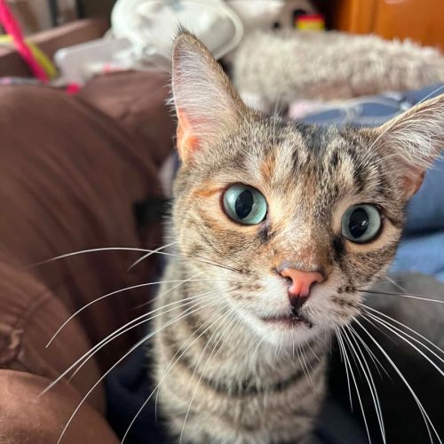 Aura - Domestic Short Hair Cat
