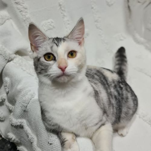 Sage & Champ - Domestic Short Hair (DSH) Cat