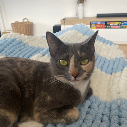Macey - Domestic Short Hair (DSH) Cat
