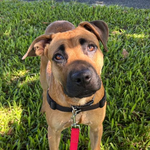 Merv - Rhodesian Ridgeback Dog
