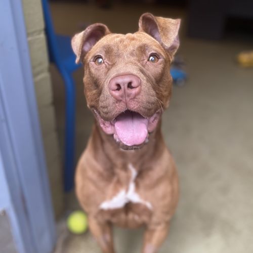 Bixby - American Staffordshire Terrier Dog