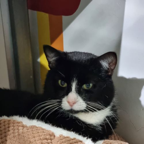 Kipper - Domestic Short Hair (DSH) Cat